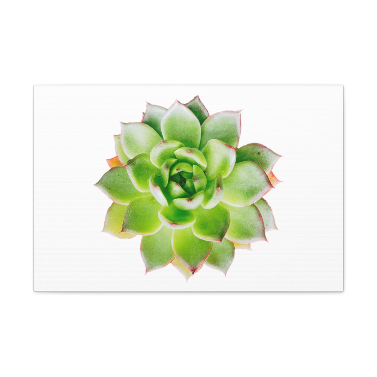 Echeveria Canvas Gallery Wraps