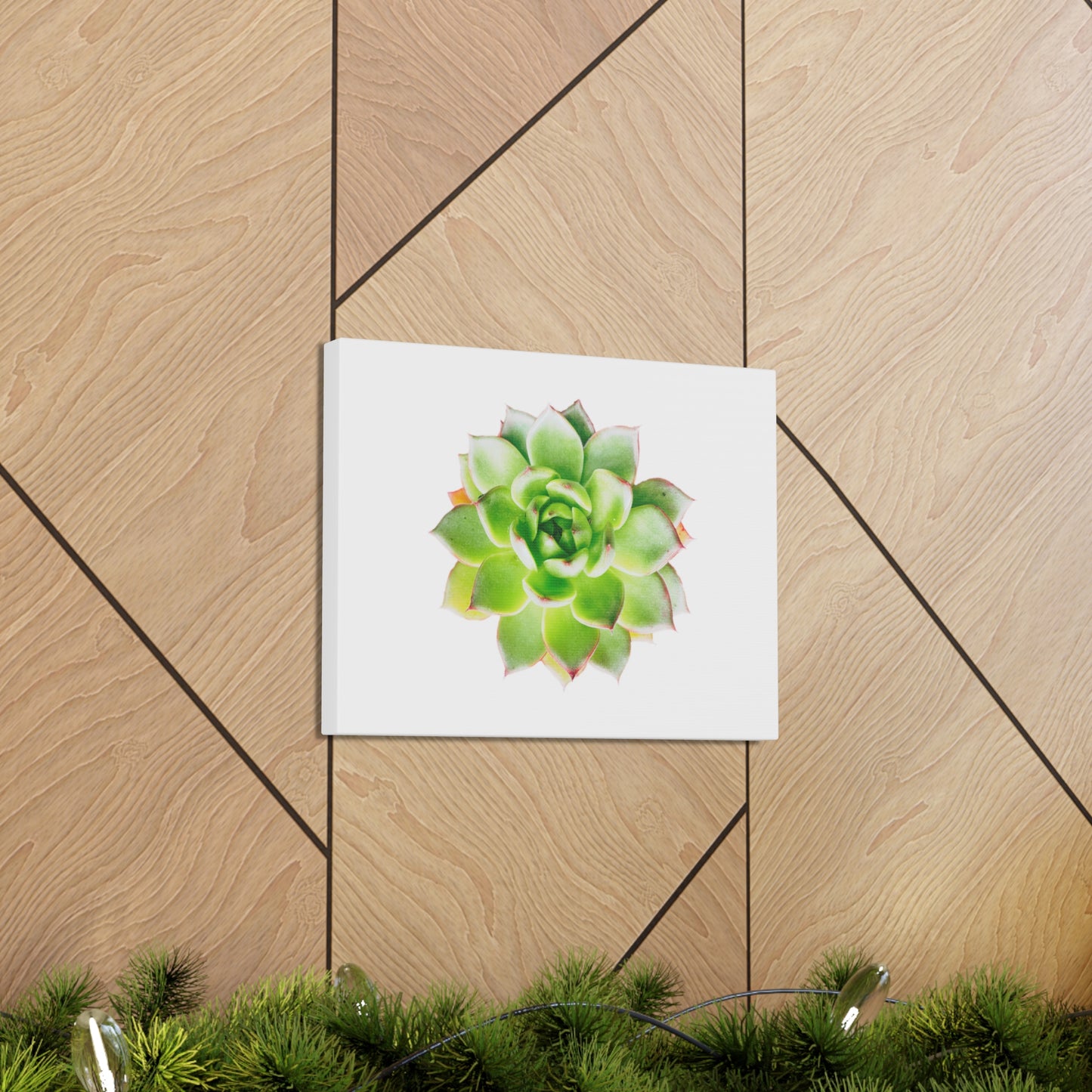 Echeveria Canvas Gallery Wraps