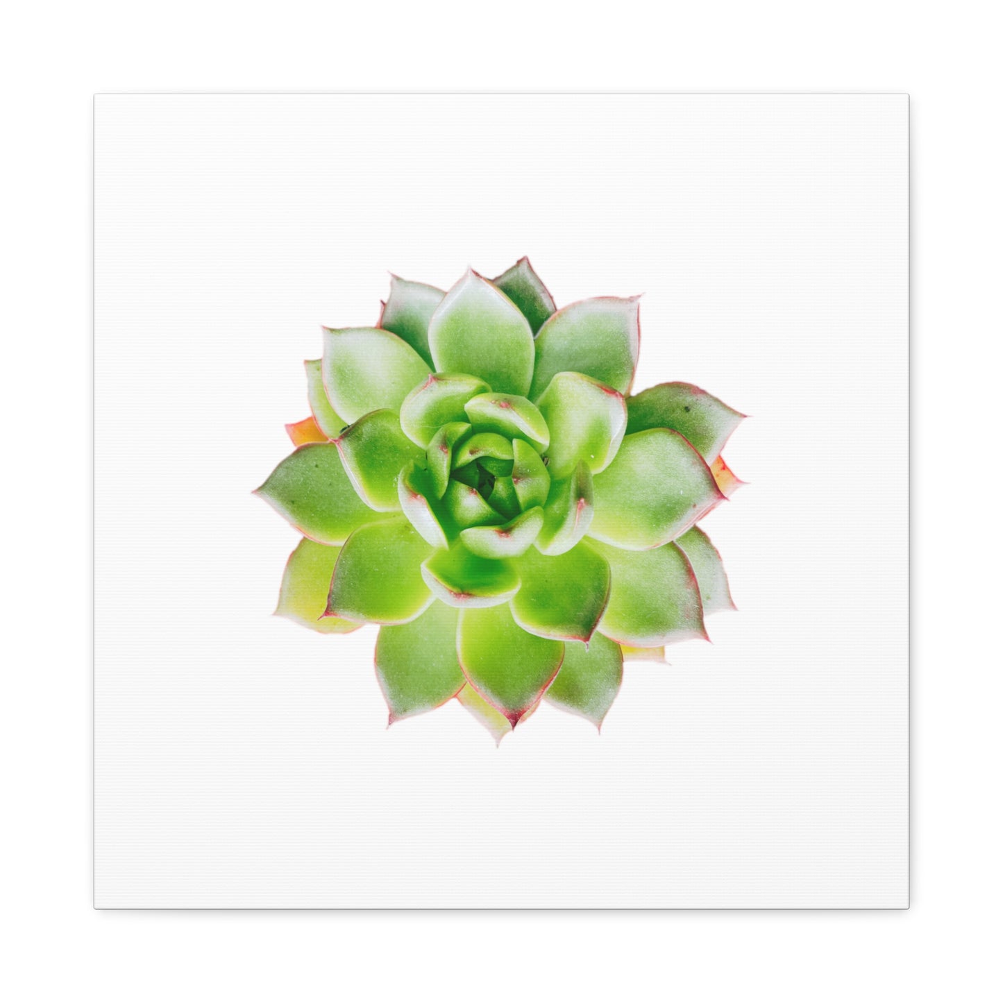 Echeveria Canvas Gallery Wraps