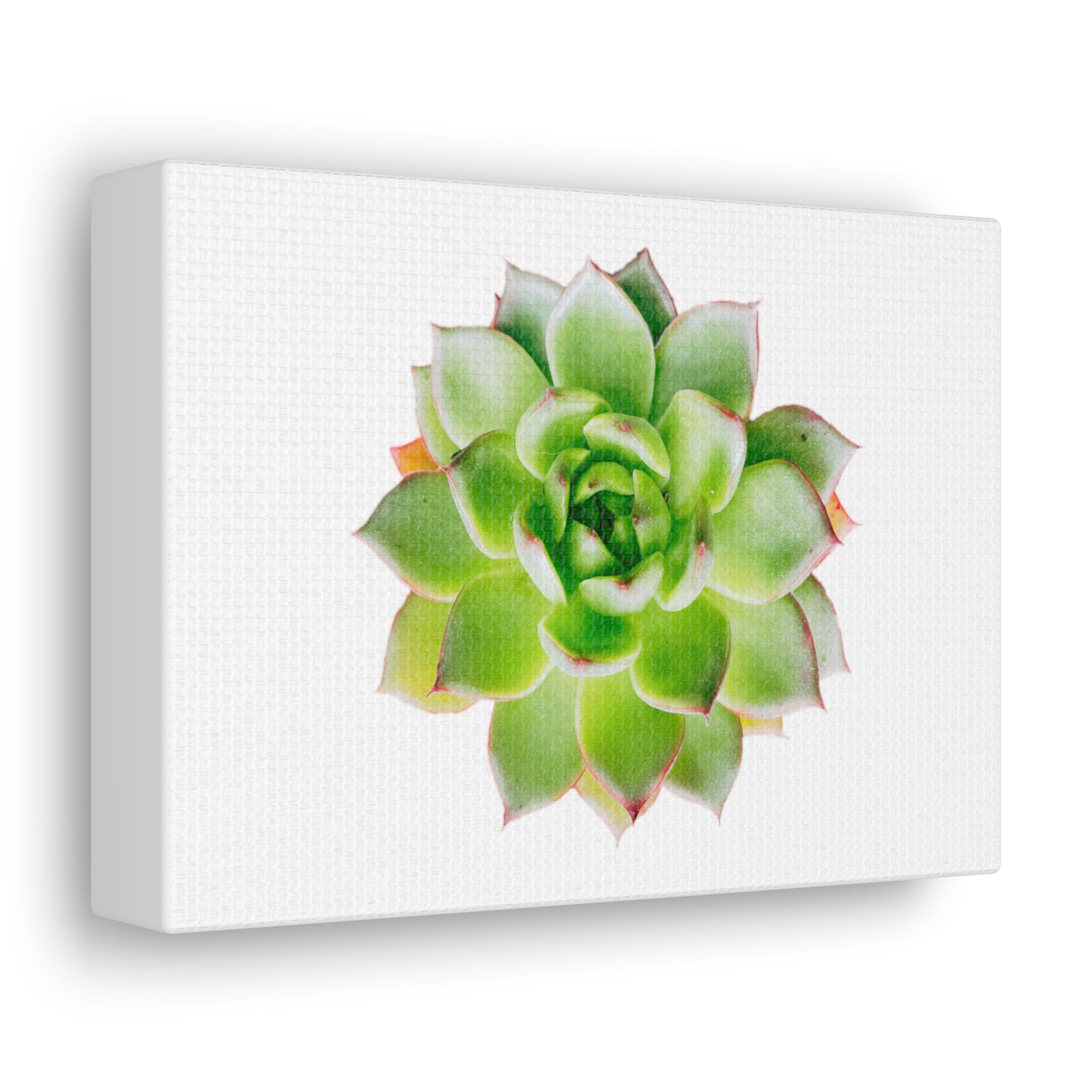 Echeveria Canvas Gallery Wraps