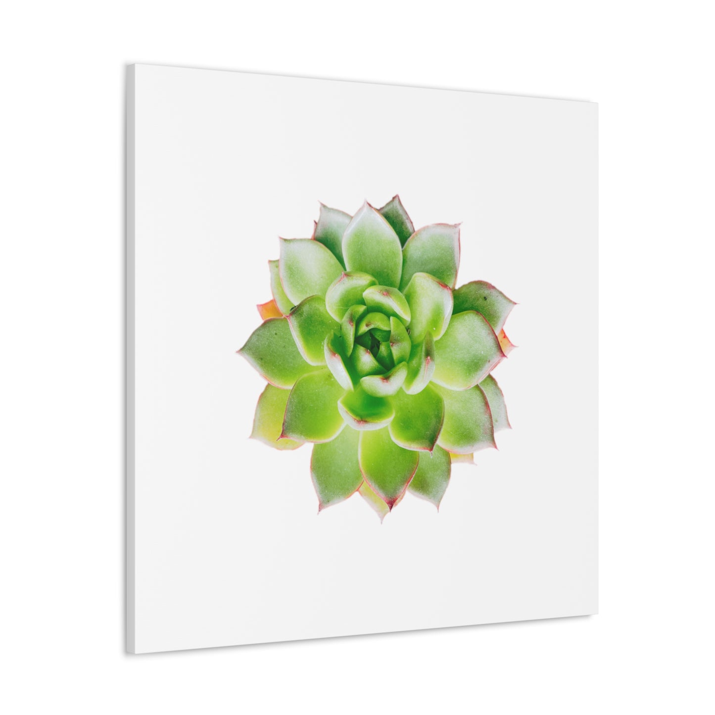 Echeveria Canvas Gallery Wraps