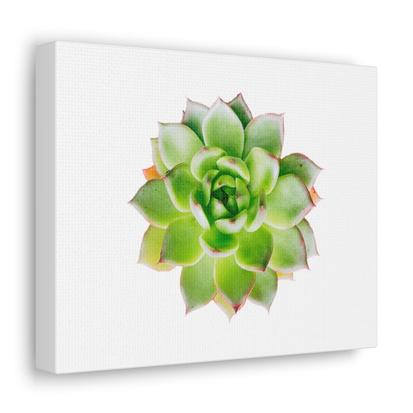 Echeveria Canvas Gallery Wraps