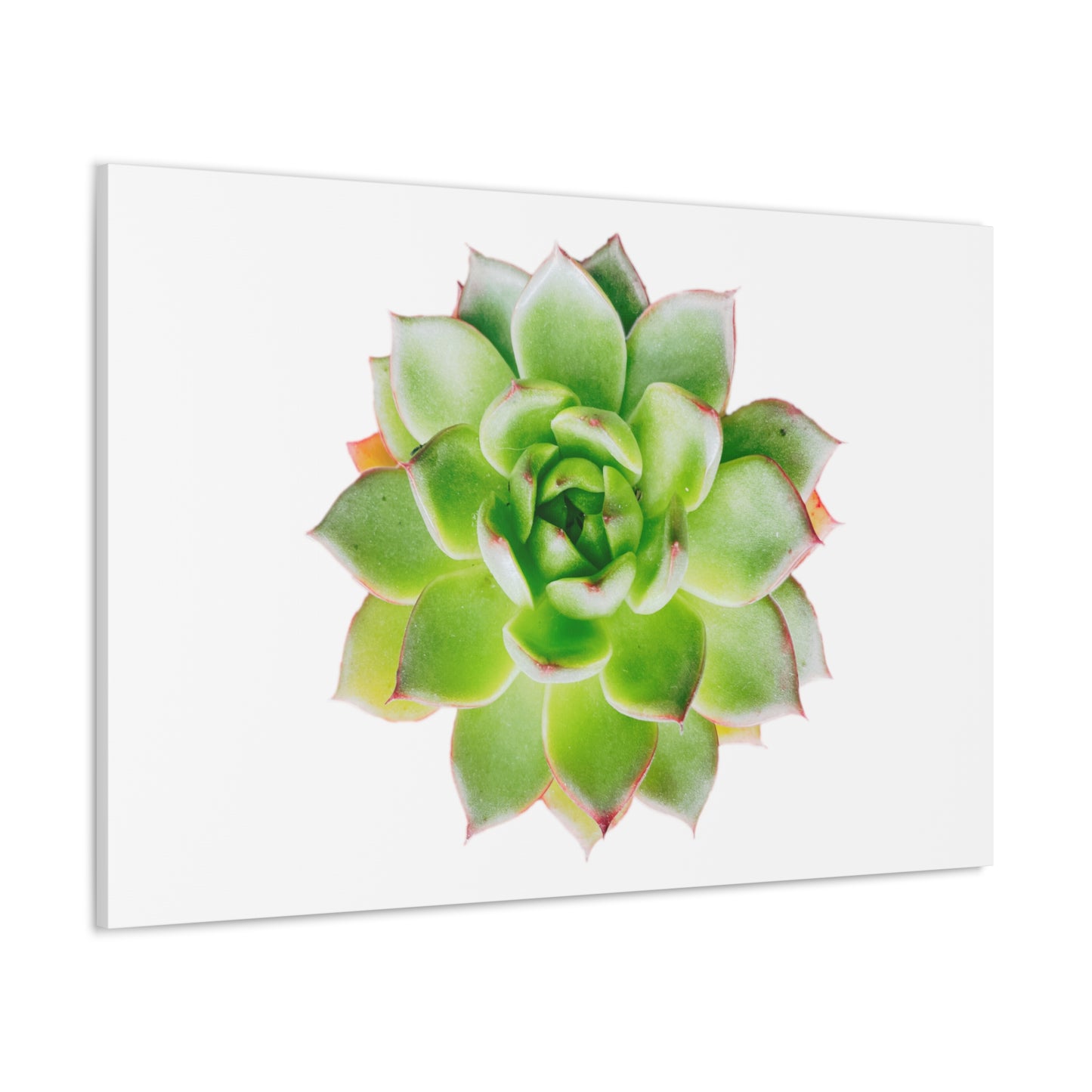 Echeveria Canvas Gallery Wraps