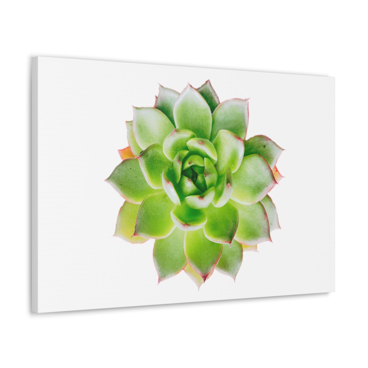 Echeveria Canvas Gallery Wraps