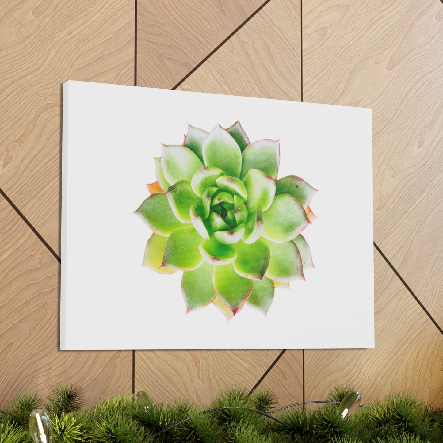 Echeveria Canvas Gallery Wraps