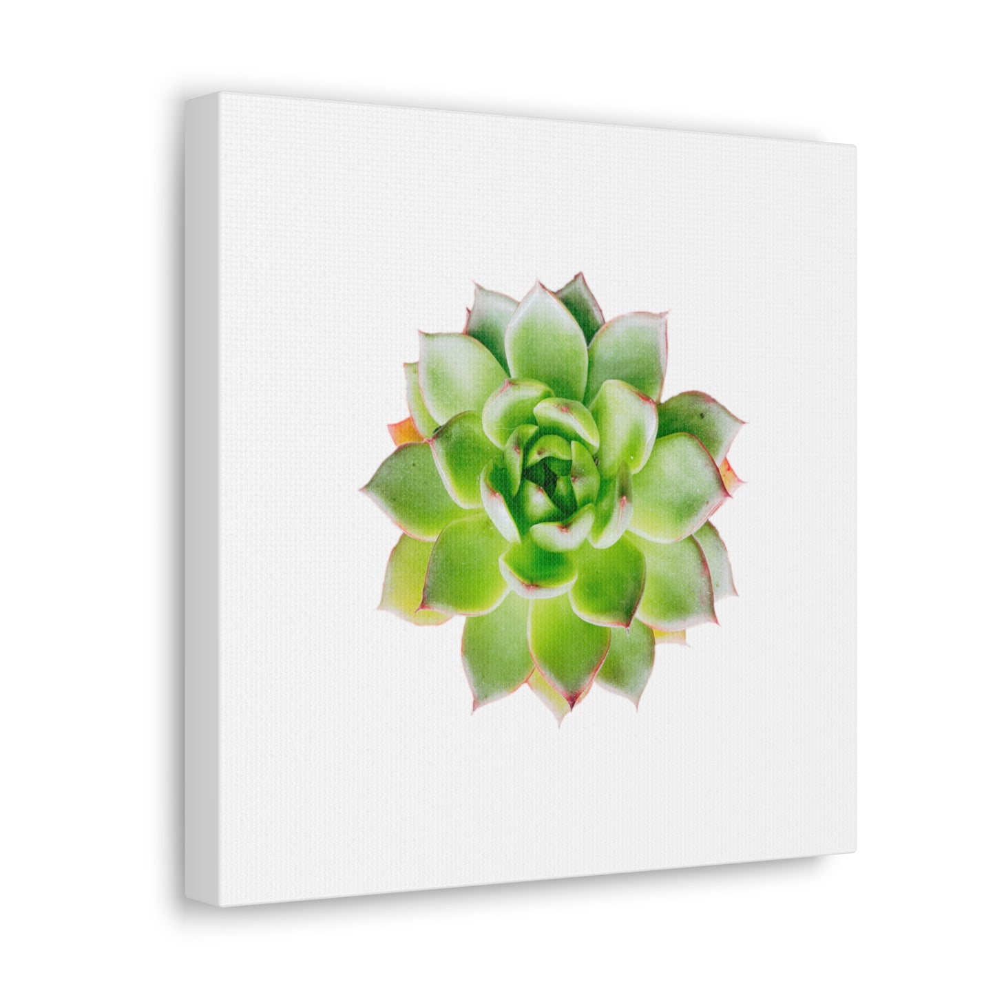 Echeveria Canvas Gallery Wraps