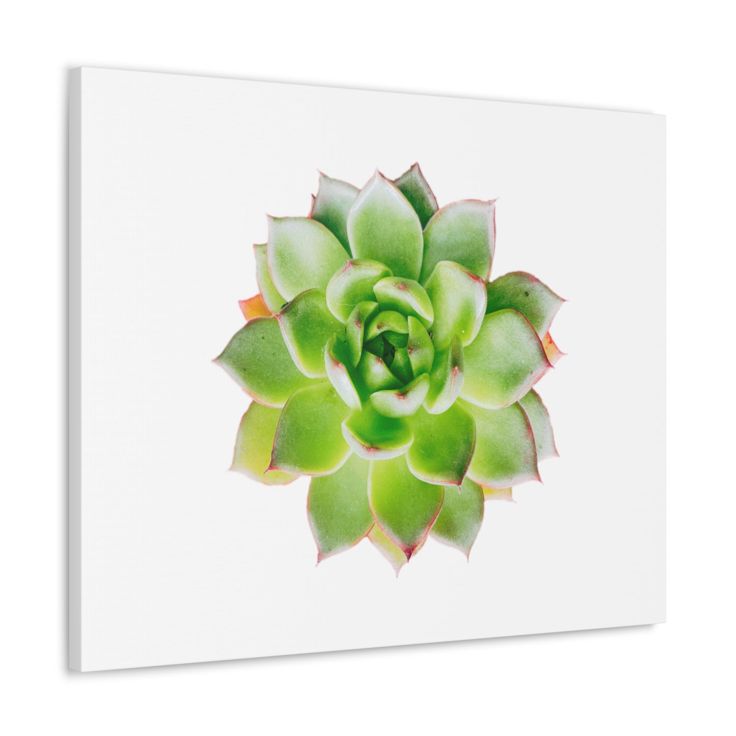 Echeveria Canvas Gallery Wraps